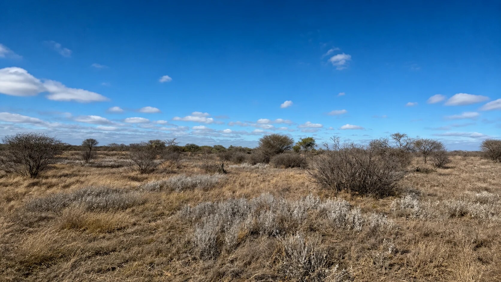 Open Kalahari hunting country beneath a clear Botswana sky