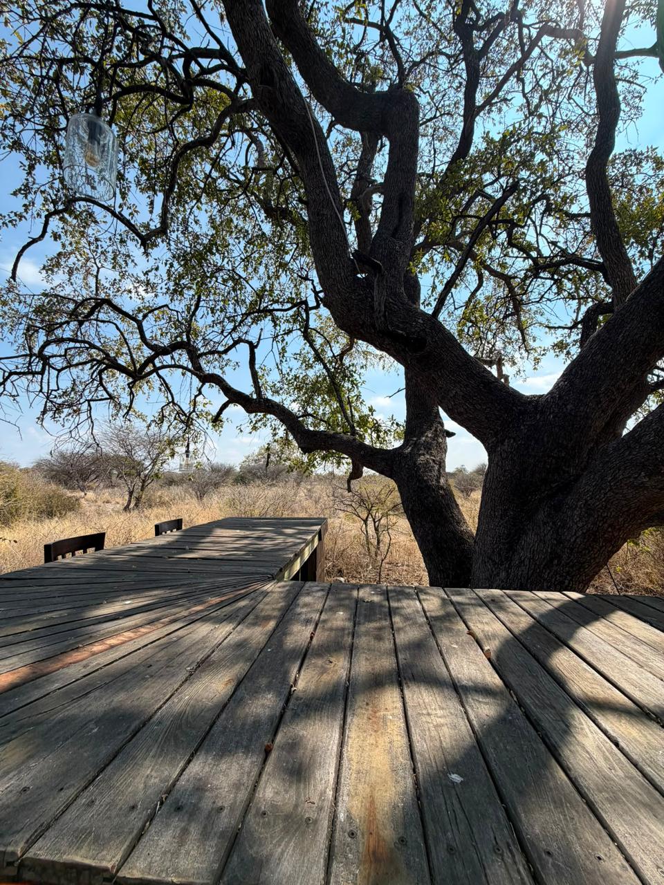 Raised timber deck beneath a mature Kalahari tree